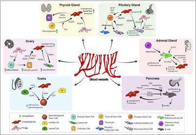 Heterogeneity and Dynamics of Vasculature in the Endocrine System During Aging and Disease